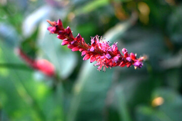 FLORES MULTICOLORES EN EL JARDÍN NATURALEZA POLINIZACIÓN