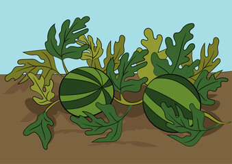 Watermelon plant vector illustration