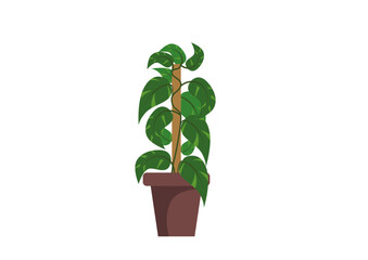 Vector illustration of moneyplant plant in the pot