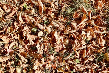 A close view on the pile of autumn leaves in the grass.