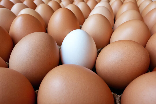 Unique White Egg Among Brown Eggs - Leadership and Standing Out From The Crowd Concept