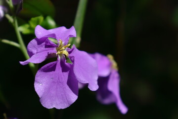 野原一面紫色の花畑