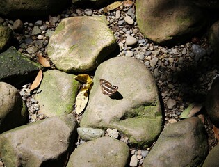 蝶々と木漏れ日と休暇