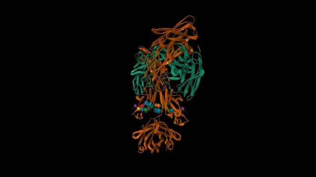 Structure of human immunoglobulin G1 with a hinge deletion. Animated 3D cartoon and molecular surface models, chain id color scheme, pdb 1mco, black background