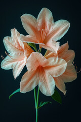 Fototapeta premium Peach Azaleas Close-Up, Dark Background