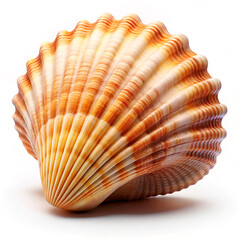 Obraz premium sea shell isolated on white