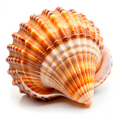 Obraz premium seashell isolated on white background