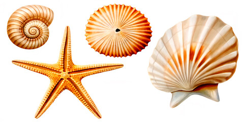 Obraz premium set of sea shells