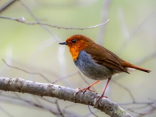 森で枝に留まって周りを見渡しているコマドリの雄