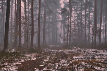 leśna droga,mgła  © Marcin Łazarczyk