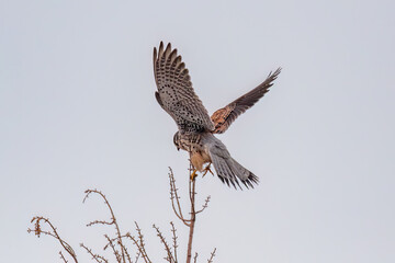 red kite in flight