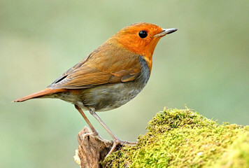 Fototapeta premium robin in the grass
