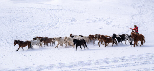 Naklejka premium herd of horses