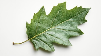 Fototapeta premium Single Green Leaf Isolated On White Background