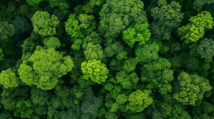 Naklejka premium Lush green forest canopy with diverse tree foliage and textures