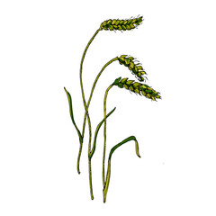 Aesthetic plants wheat isolated on white background