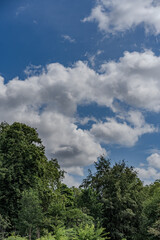 A close up serene view of the sky and lush trees captured in St James Park, where white clouds float gently in a blue sky.