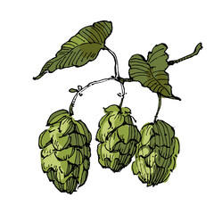 Fototapeta premium Aesthetic plants hops isolated on white background