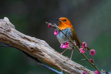 robin on a branch