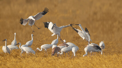 pelicans in flight