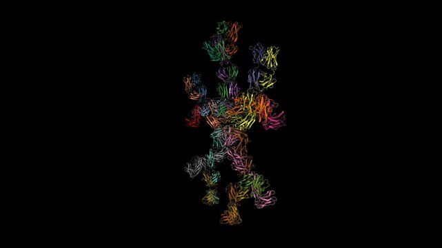 Solution structure of human Immunoglobulin M. Animated 3D cartoon and molecular surface models, chain id color scheme, pdb 2rcj, black background