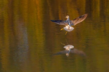 butterfly on a flower