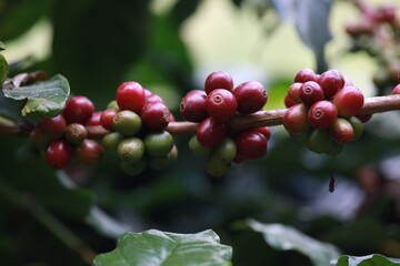 organic arabica coffee beans on brance tree in farm.green Robusta and arabica coffee berries by agriculturist hands,Worker Harvest arabica coffee berries on its branch, agriculture concept.