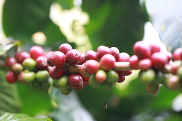 organic arabica coffee beans on brance tree in farm.green Robusta and arabica coffee berries by agriculturist hands,Worker Harvest arabica coffee berries on its branch, agriculture concept.