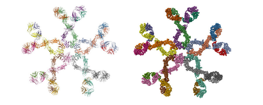 Solution structure of human Immunoglobulin M. 3D cartoon and molecular surface models, chain id color scheme, pdb 2rcj