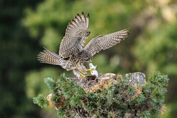 Fototapeta premium common buzzard in flight