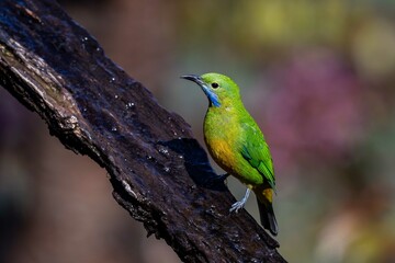 red headed bee eater