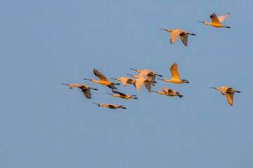 flock of seagulls