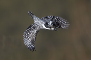 great grey heron