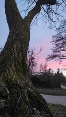 Sunset through trees