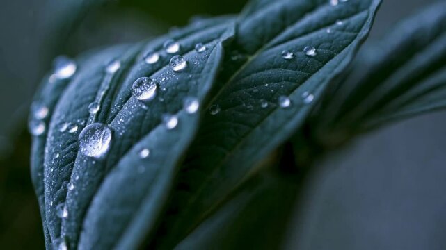 Dewdrops on the leaf create a magical atmosphere, reflecting light and adding freshness to the morning landscape, each droplet like a tiny world filled with mystery and beauty