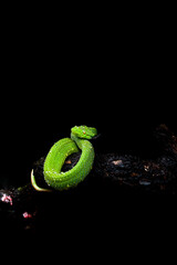 green snake on black background