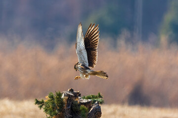 red backed vulture