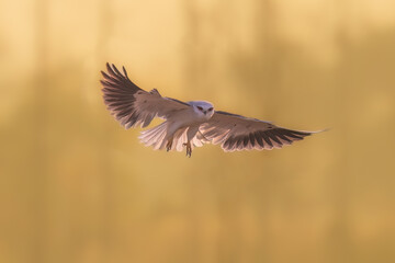 common buzzard in flight