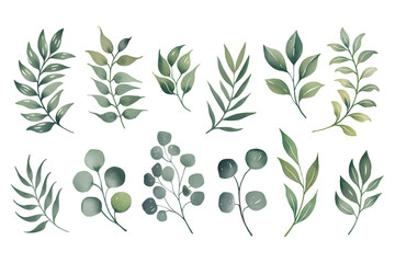 Watercolor Botanical Green leaves on isolated background.Hand painted branches leaves, Eucalyptus leaves
