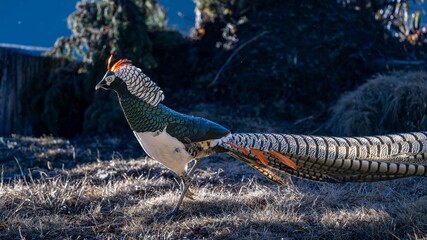 pheasant on the ground