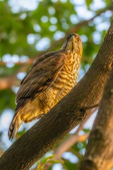 bird on a branch