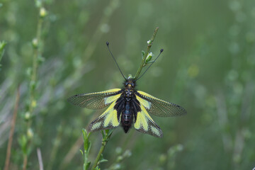 Libelloides coccajus