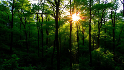 Obraz premium Sunlit Forest Panorama with Lush Greenery and Sun Rays ,Scenic Woodland Landscape Background