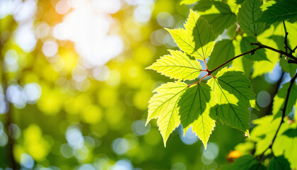 Obraz premium Sunlit green leaves swaying gently in woodland, nature's tranquility