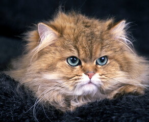 Persan golden shaded