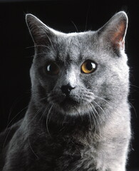 Chartreux