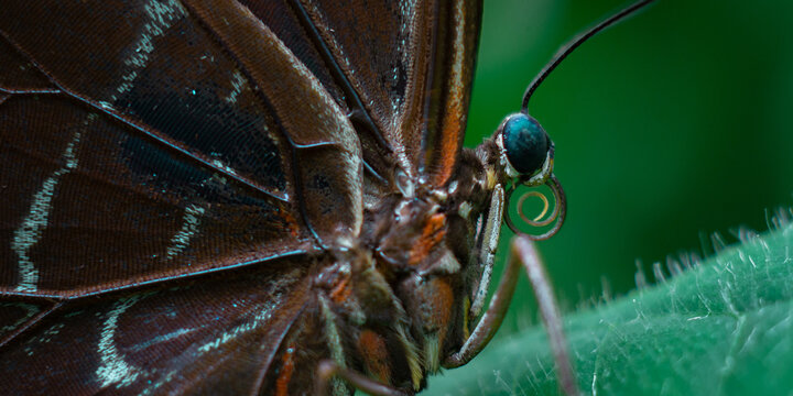 butterfly on a leaf, fiding