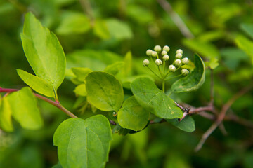 blooming plants in a spring time
