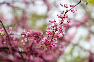 blooming plants in a spring time