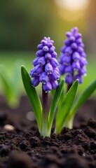 Fototapeta premium Close-up of freshly planted hyacinths emerging from the soil , blossom, emerging